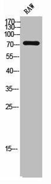 SLC9A6 Antibody (PACO02324)