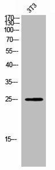 KLRK1 Antibody (PACO02733)