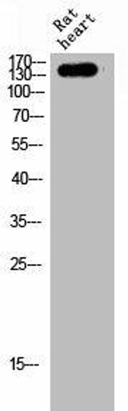 MAST3 Antibody (PACO02748)