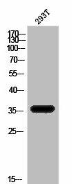 APOE Antibody (PACO02838)