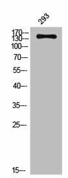 KDR Antibody (PACO02852)