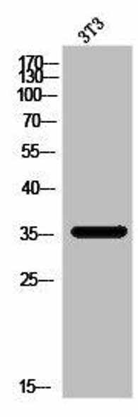 LGALS8 Antibody (PACO02872)