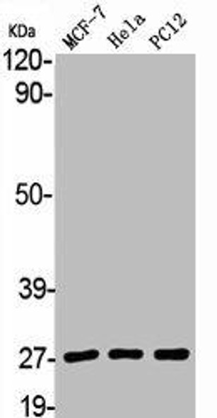 YWHAB Antibody (PACO06206)