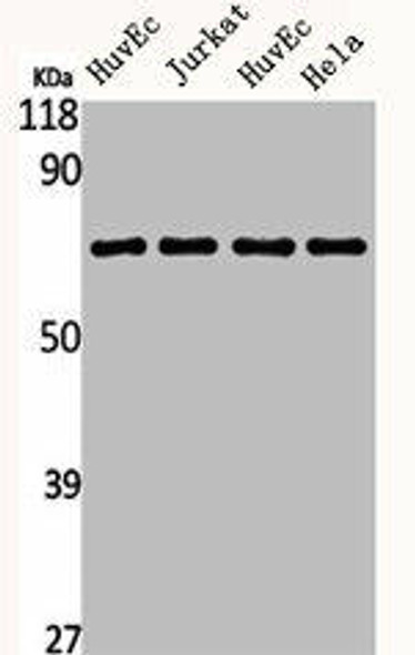 AIFM1 Antibody (PACO06239)