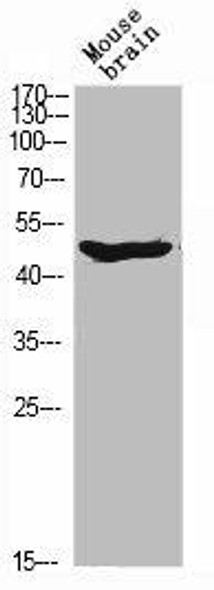 ARMCX1 Antibody (PACO06262)