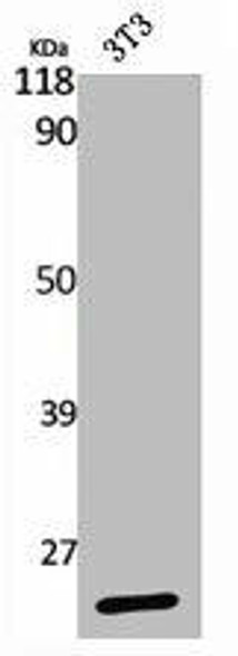 RCAN1 Antibody (PACO06439)