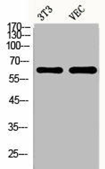 ESR2 Antibody (PACO06478)