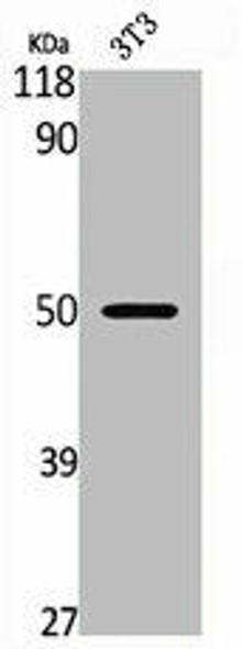 FLI1 Antibody (PACO06486)