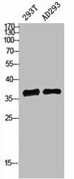 NPM1 Antibody (PACO06701)