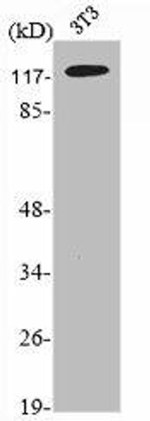 NEMF Antibody (PACO06703)