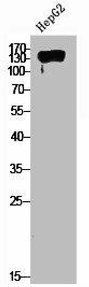 PDGFRA Antibody (PACO06739)