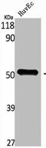 PDK1 Antibody (PACO06740)