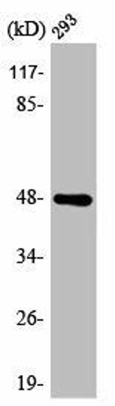 AURKA Antibody (PACO00422)