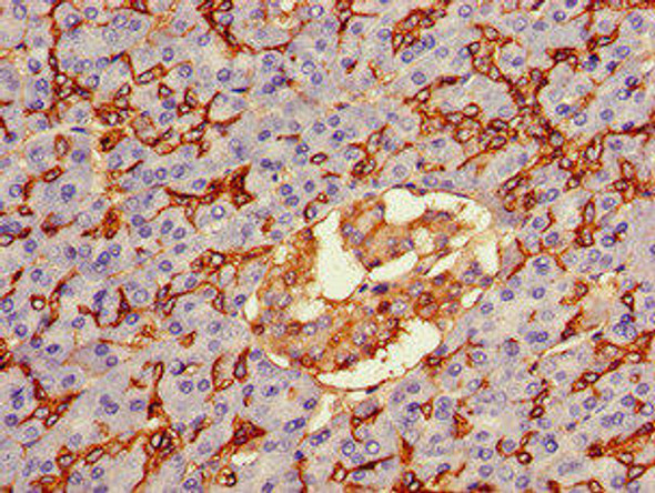 AQP1 Antibody (PACO49134)