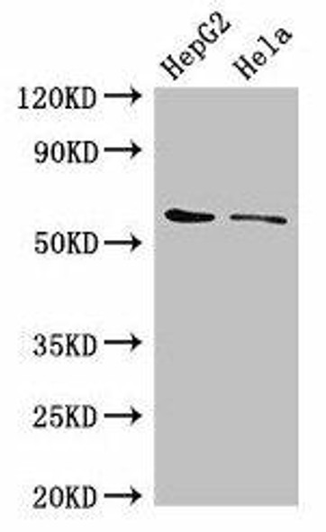 CDT1 Antibody (PACO49466)