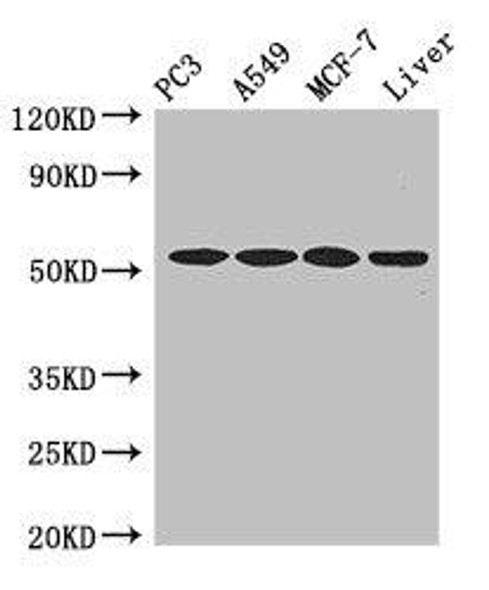 IRF6 Antibody (PACO49698)