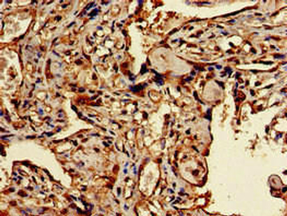 TFEB Antibody (PACO50054)