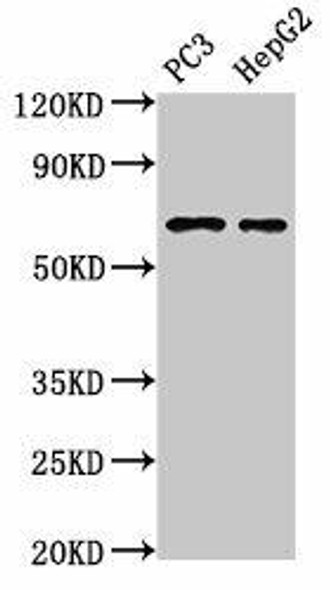 PARP2 Antibody (PACO55270)