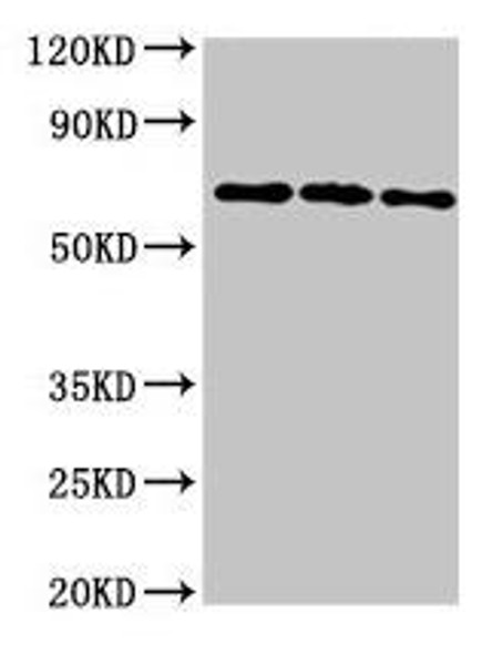 NTN1 Antibody (PACO55698)