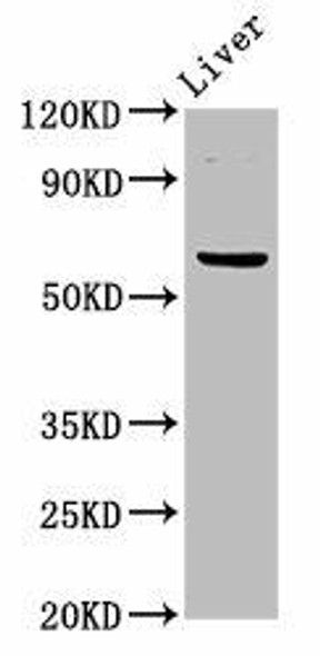 NT5C2 Antibody (PACO57064)