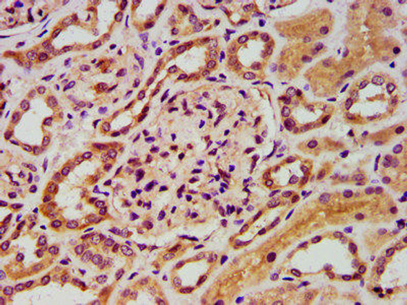 FASTKD5 Antibody (PACO58216)