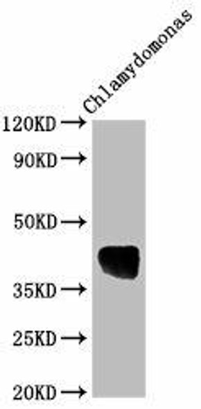 AOX1 Antibody (PACO62415)