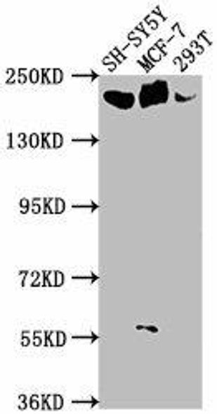 LAMA4 Antibody (PACO63083)