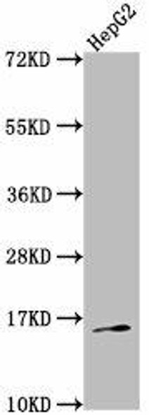 TAC1 Antibody (PACO63387)