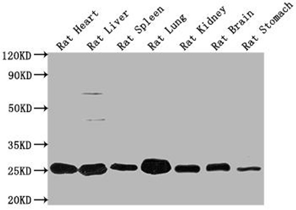 Apoa1 Antibody (PACO64139)