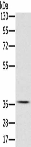 CREB1 Antibody (PACO14290)