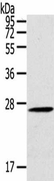 CLEC4A Antibody (PACO14326)