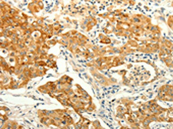 ERG Antibody (PACO14494)