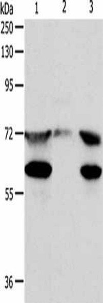 SPDL1 Antibody (PACO15038)