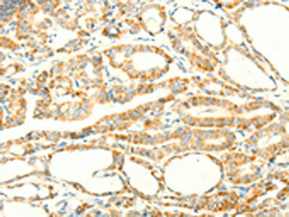 PTGES3 Antibody (PACO15148)