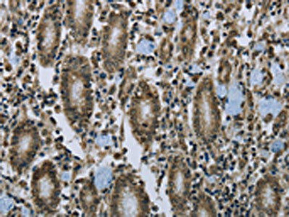 CLPS Antibody (PACO16045)