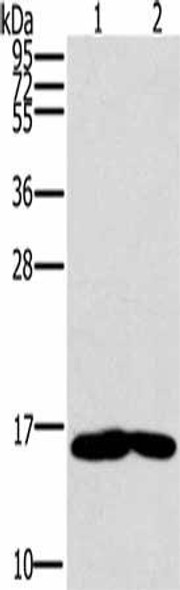 MB Antibody (PACO16726)