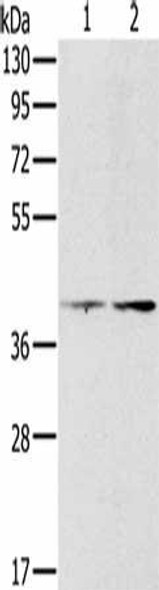 PDGFRL Antibody (PACO16847)