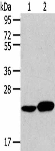 RAB8A Antibody (PACO17501)