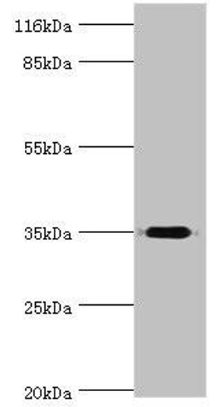 DIMT1 Antibody (PACO42490)