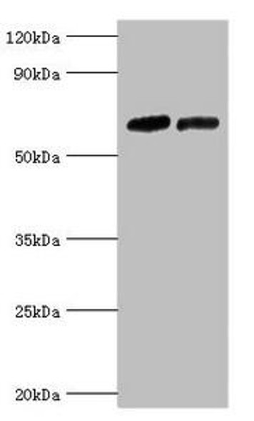 NR2C1 Antibody (PACO42932)