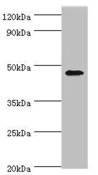 GATA3 Antibody (PACO42965)
