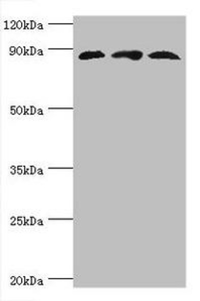 CUL1 Antibody (PACO43001)