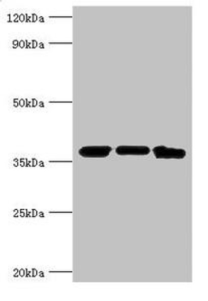 MDH2 Antibody (PACO43260)