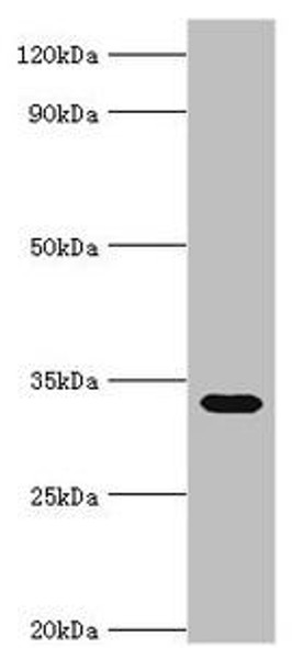 STOM Antibody (PACO43348)
