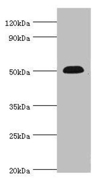 CHRNA5 Antibody (PACO43400)