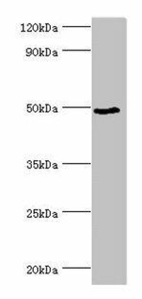 BANP Antibody (PACO43428)