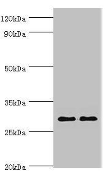 SPIN2B Antibody (PACO43630)