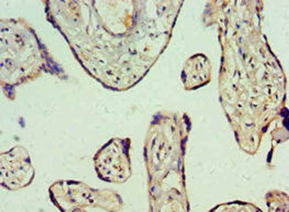 GHRL Antibody (PACO43662)