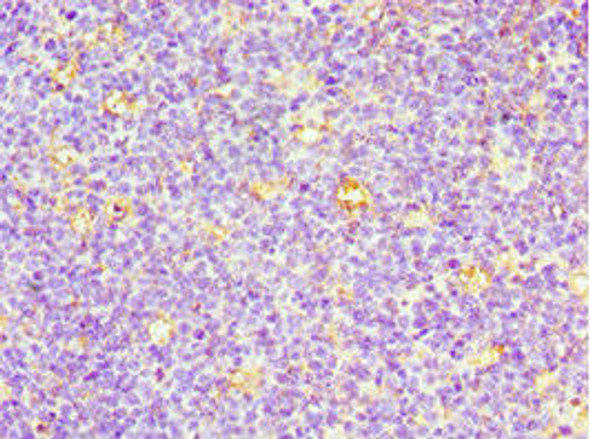 CD7 Antibody (PACO43700)