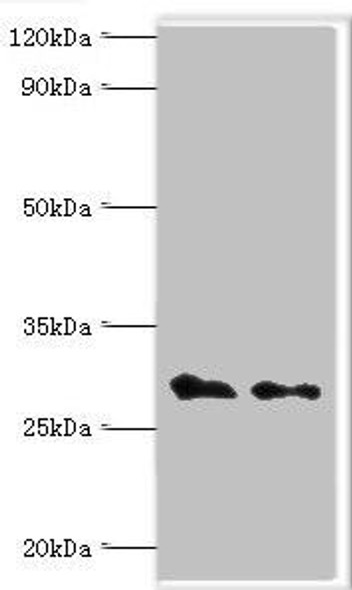 COPS7A Antibody (PACO43709)